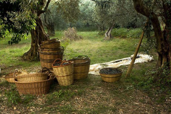 Which Country Produces The Best Olive Oil? Here’s An In-Depth Analysis